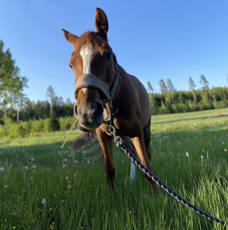 Kuvassa on hevonen