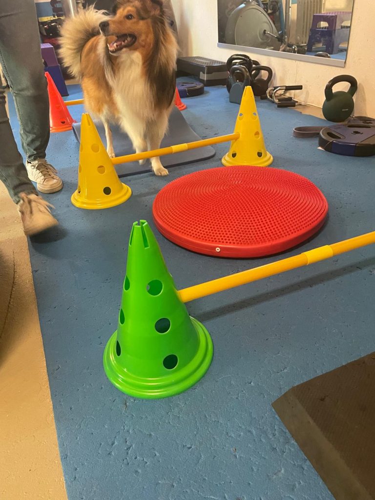 Koira fysioterapiassa