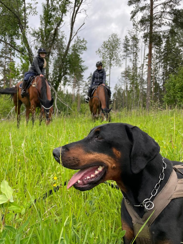 Hevoset ja koirat ovat osa joka päiväistä elämää Optimus Farmilla.