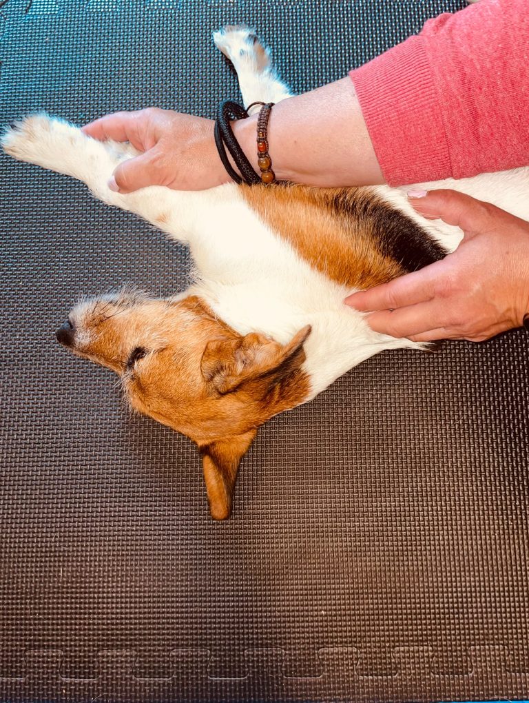 Eläinfysioterapeutti Jonna Pråhl käsittelemässä koiraa
